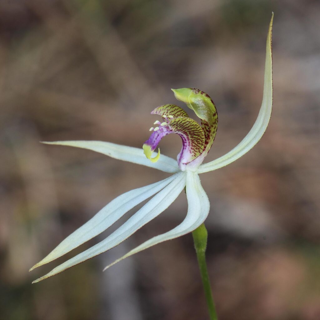A close up of a flower Description automatically generated with medium confidence