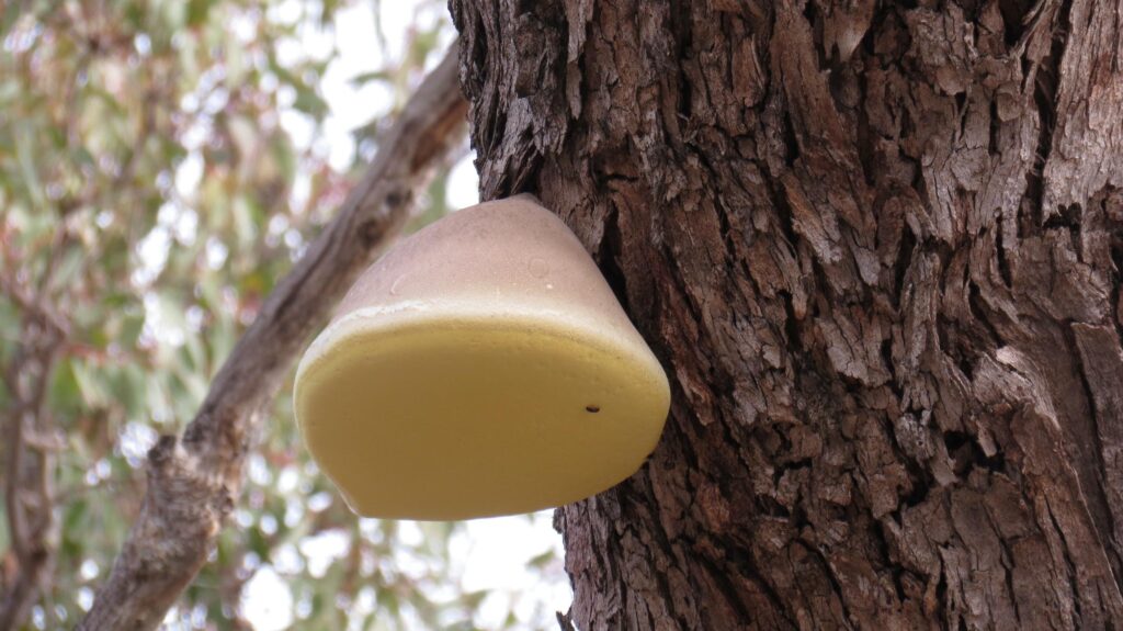 A picture containing tree, outdoor, wood Description automatically generated