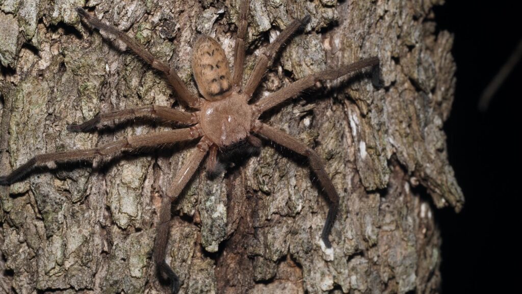A spider on a tree Description automatically generated with low confidence