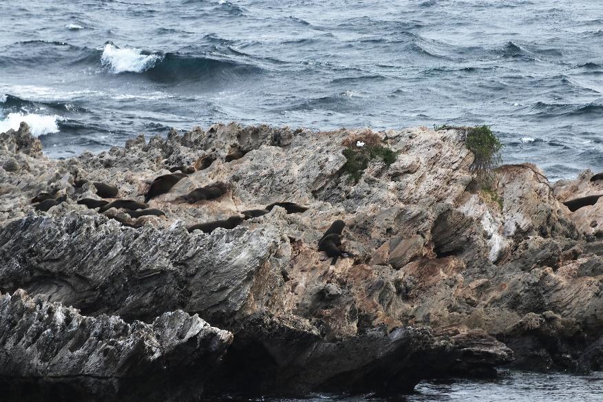 E:\BACKUP\210527 Rottnest excursion\IMG_3838.JPG