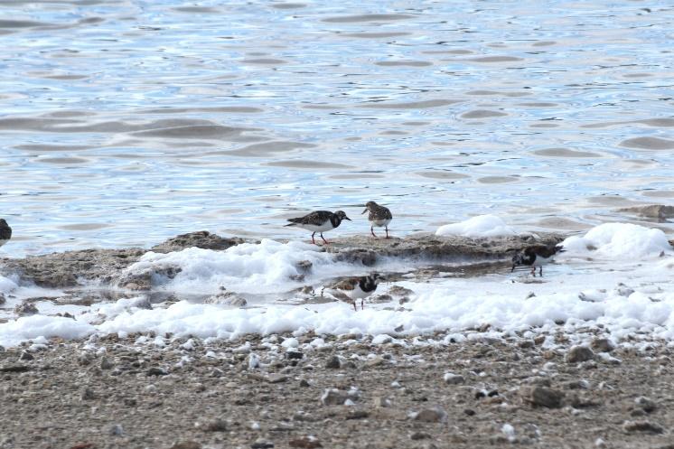 E:\BACKUP\210527 Rottnest excursion\IMG_3851.JPG