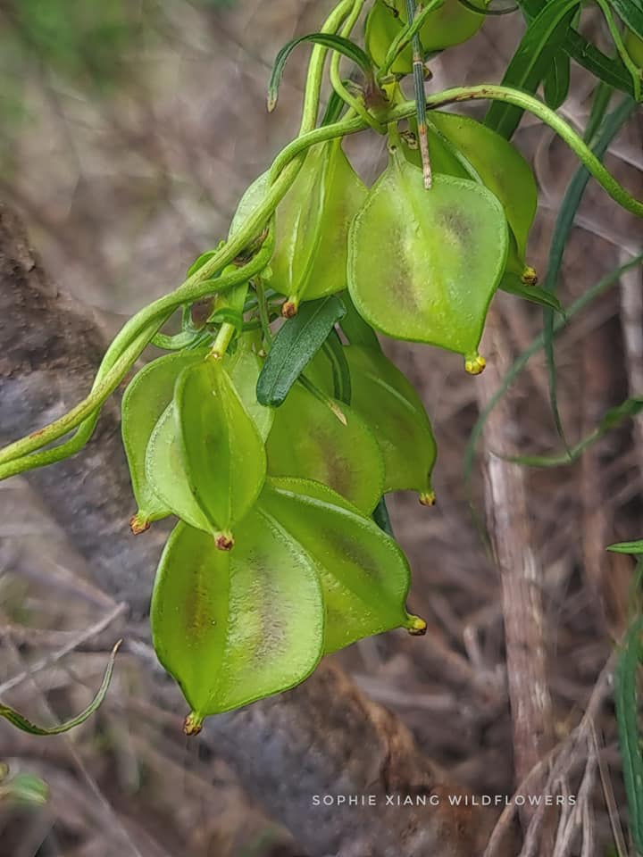 May be an image of nature