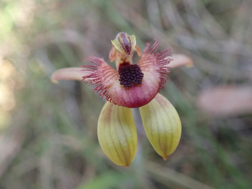 Dancing Spider Orchid