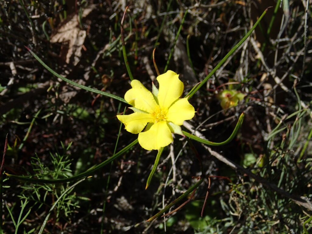 Hibbertia striata