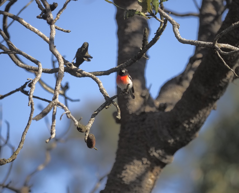 Scarlet Robin