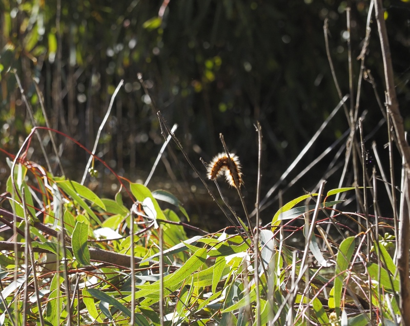 Caterpillar on a stick