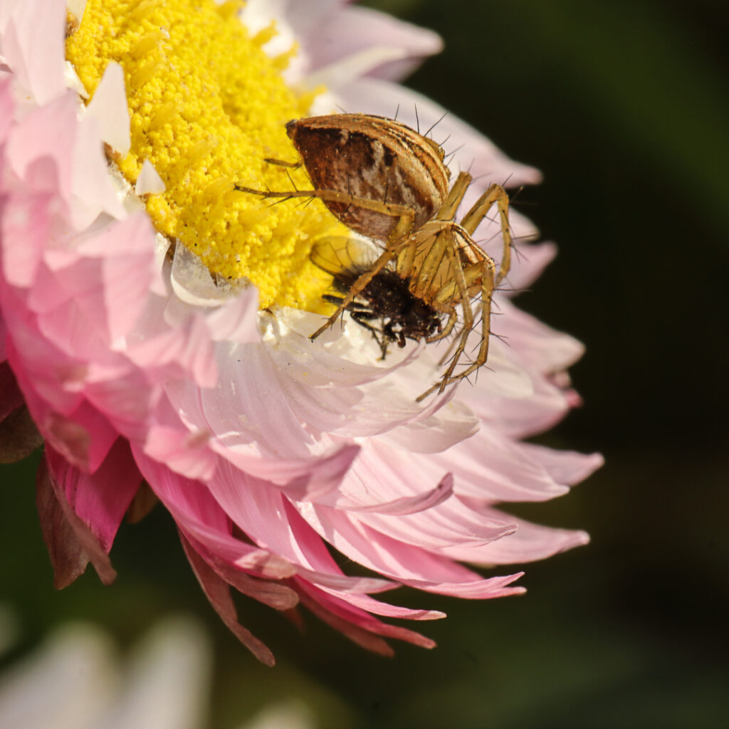 A bee on a flower Description automatically generated