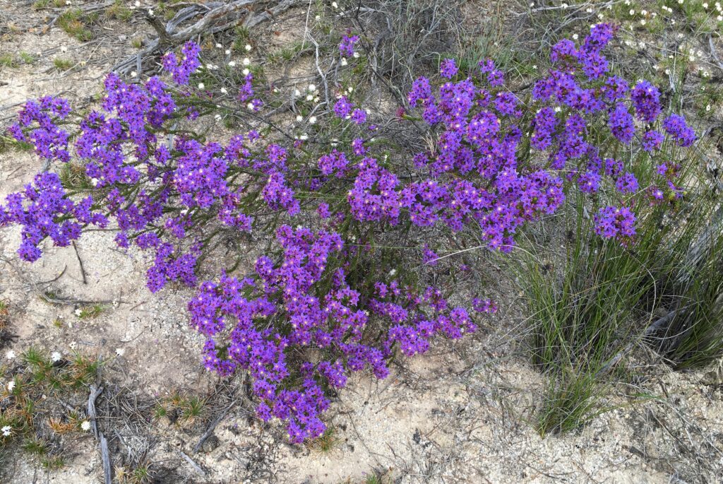 A close up of purple flowers Description automatically generated with medium confidence