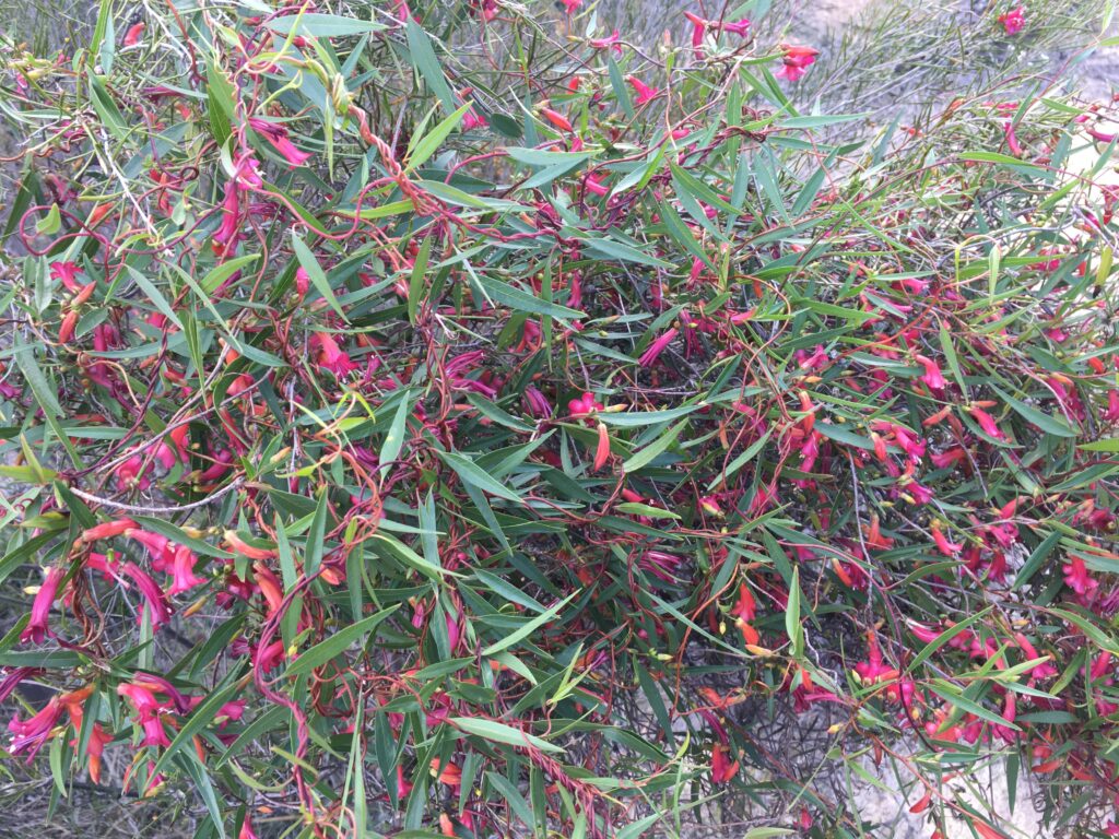 A close-up of some plants Description automatically generated with medium confidence