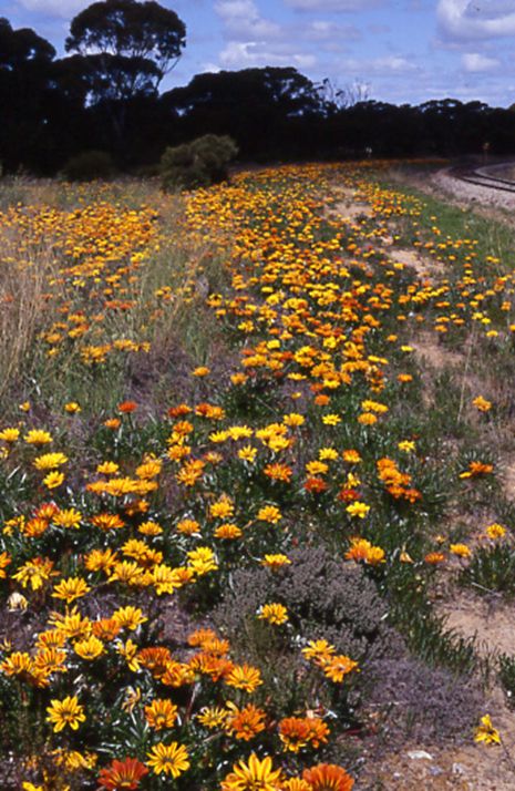 A field of yellow flowers
Description automatically generated with medium confidence