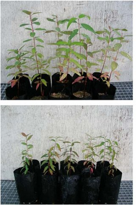 A group of plants in pots Description automatically generated with low confidence