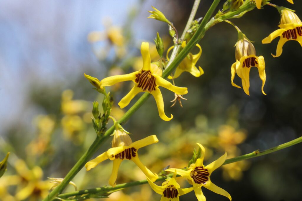 A bee on a yellow flower Description automatically generated