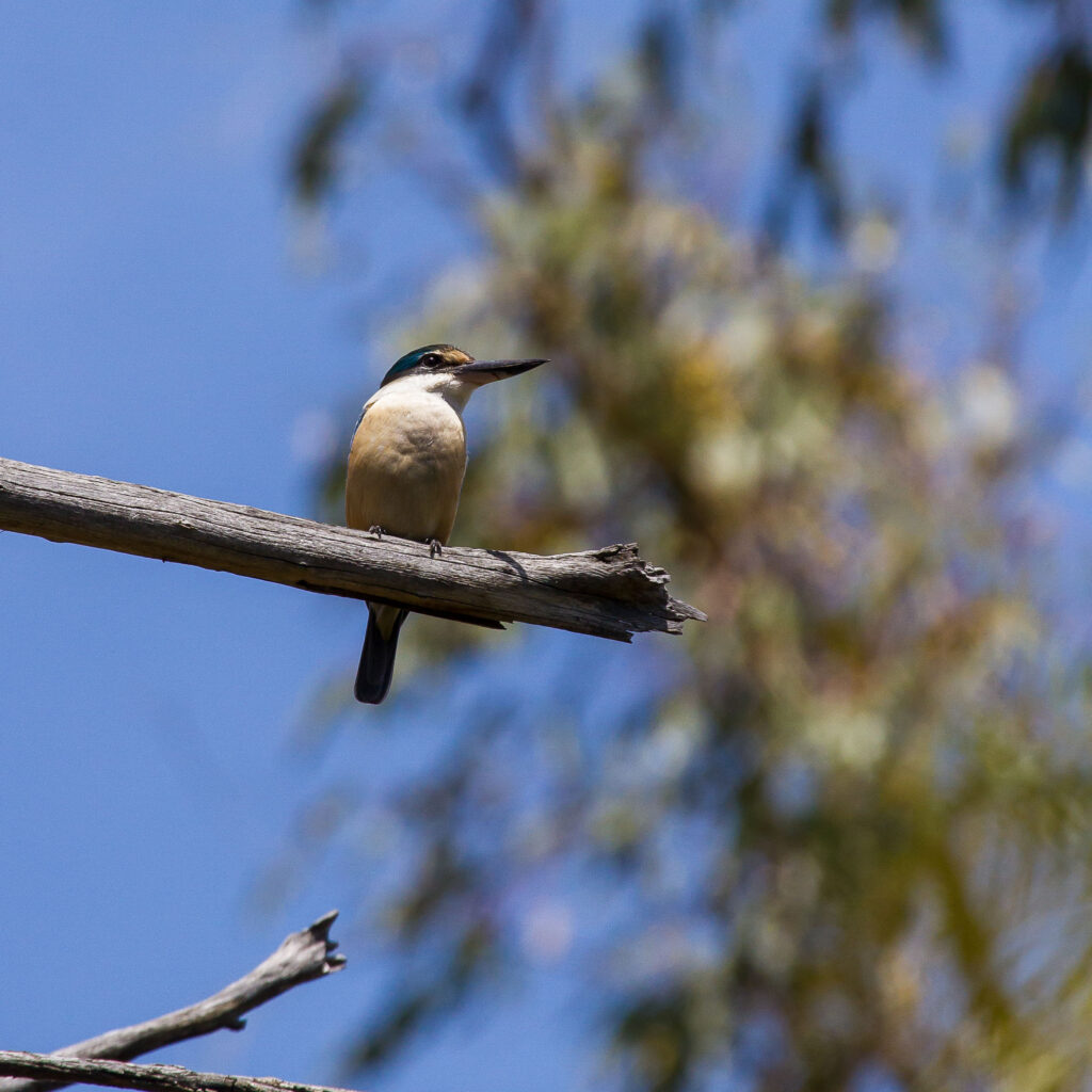 A bird sits on a branch Description automatically generated