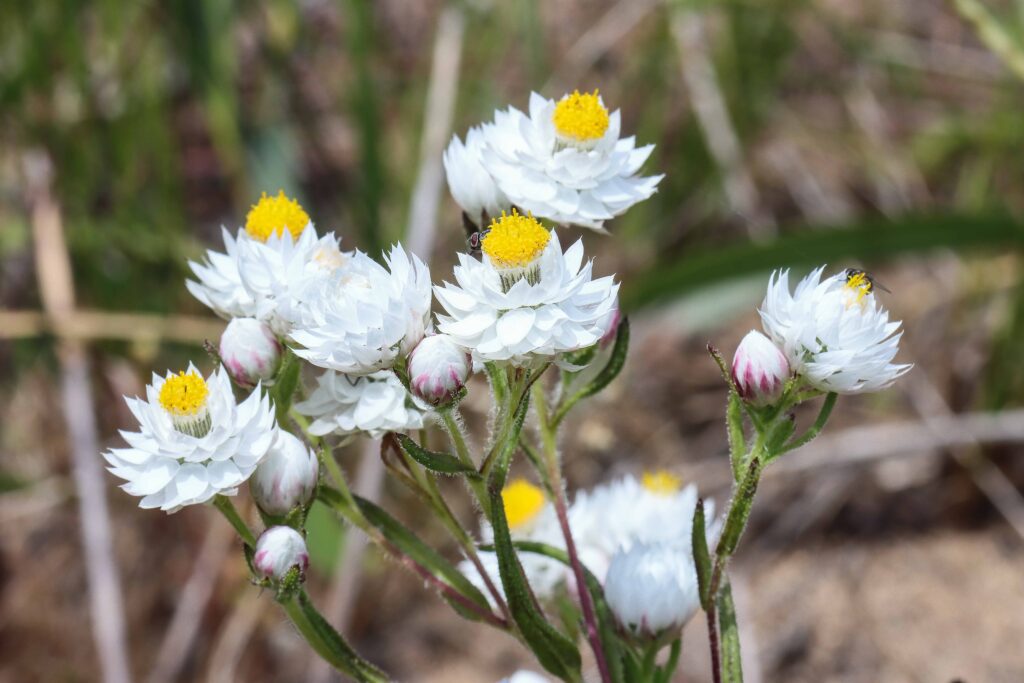A close up of flowers Description automatically generated with low confidence