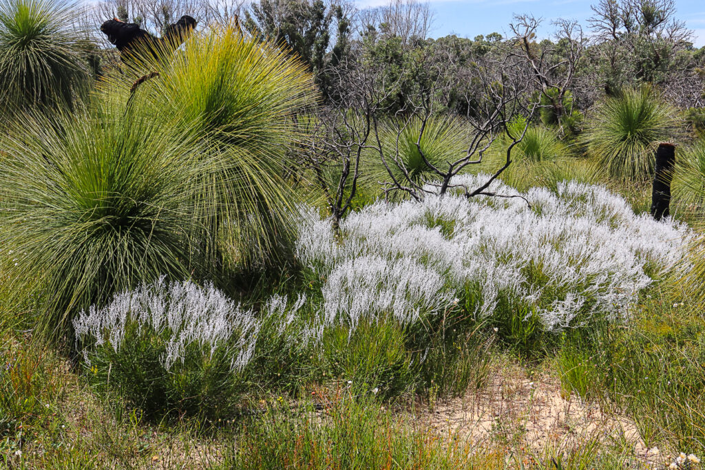 A picture containing grass, outdoor, sky, plant Description automatically generated
