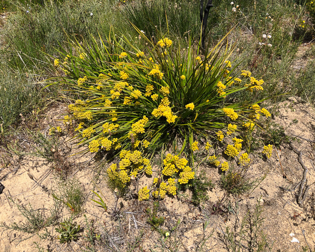 A plant with yellow flowers Description automatically generated with low confidence