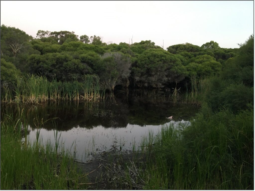 A body of water surrounded by trees Description automatically generated with medium confidence