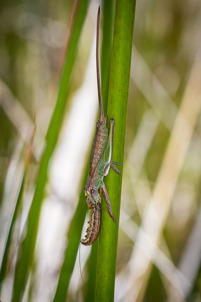 A close up of a bug Description automatically generated with low confidence