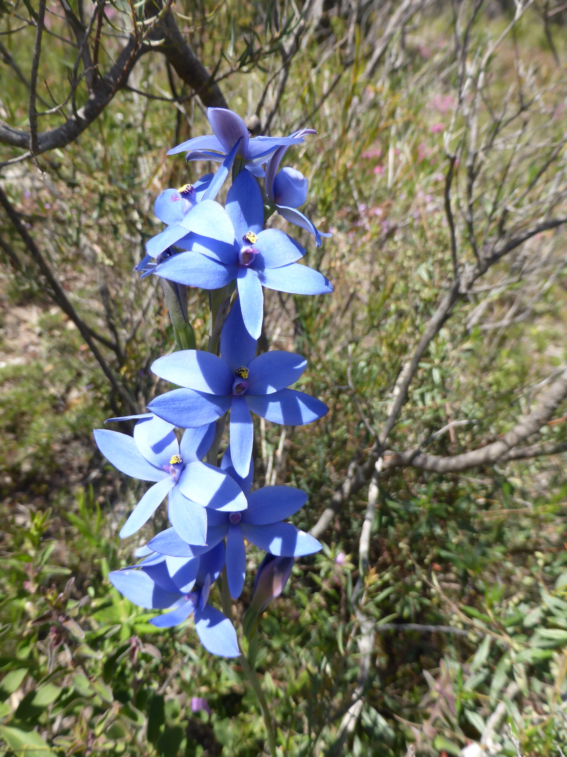 A group of blue flowers Description automatically generated with medium confidence