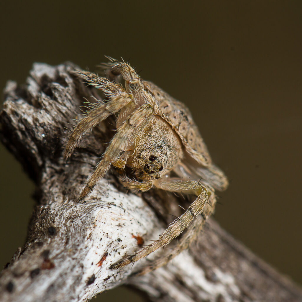 A picture containing arthropod, invertebrate, spider, close Description automatically generated