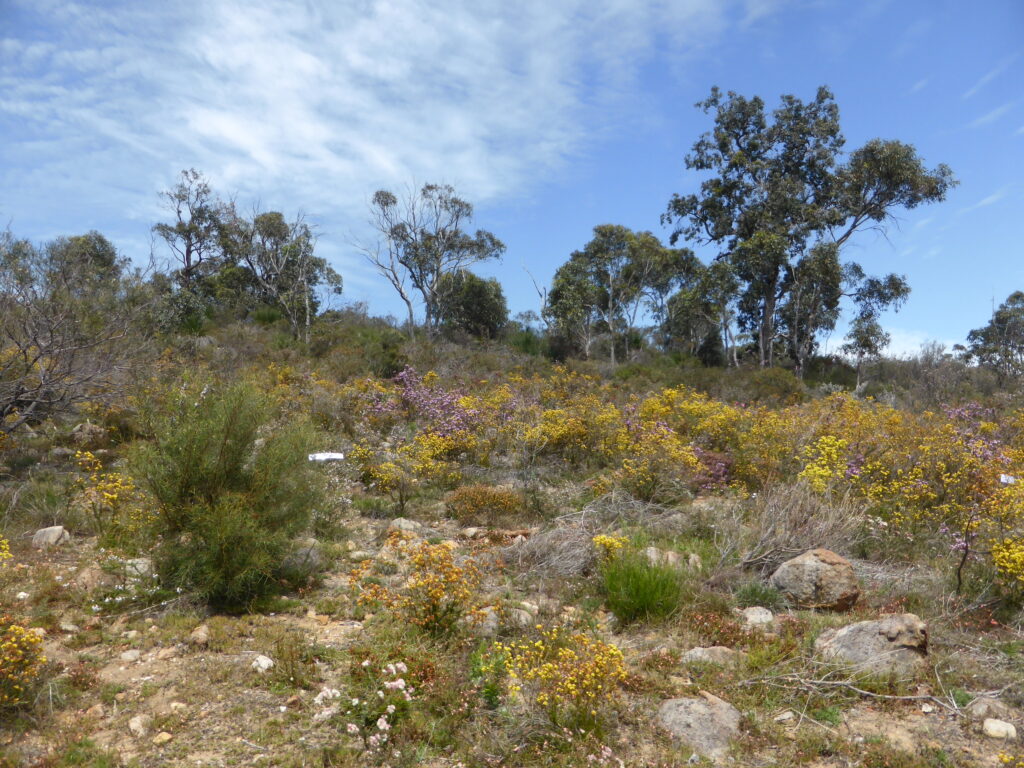 A picture containing outdoor, grass, plant, tree Description automatically generated