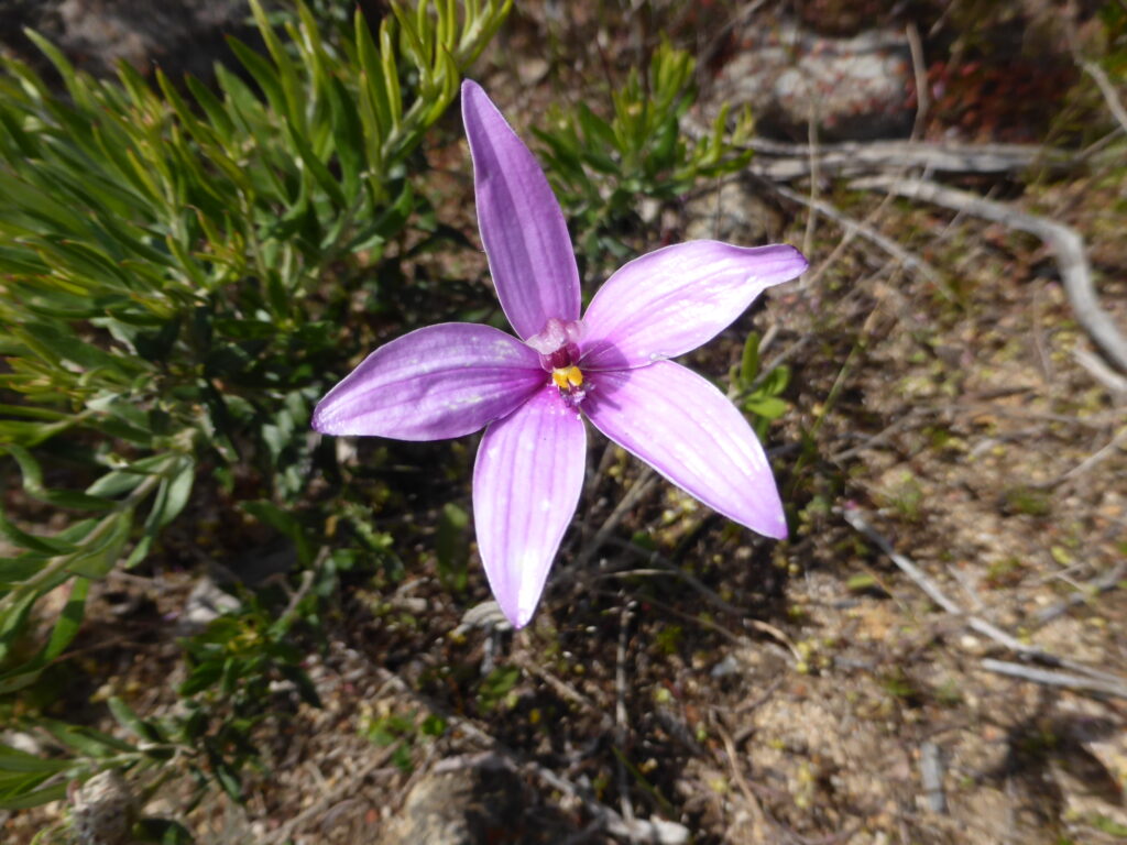 A purple flower in the dirt Description automatically generated with medium confidence