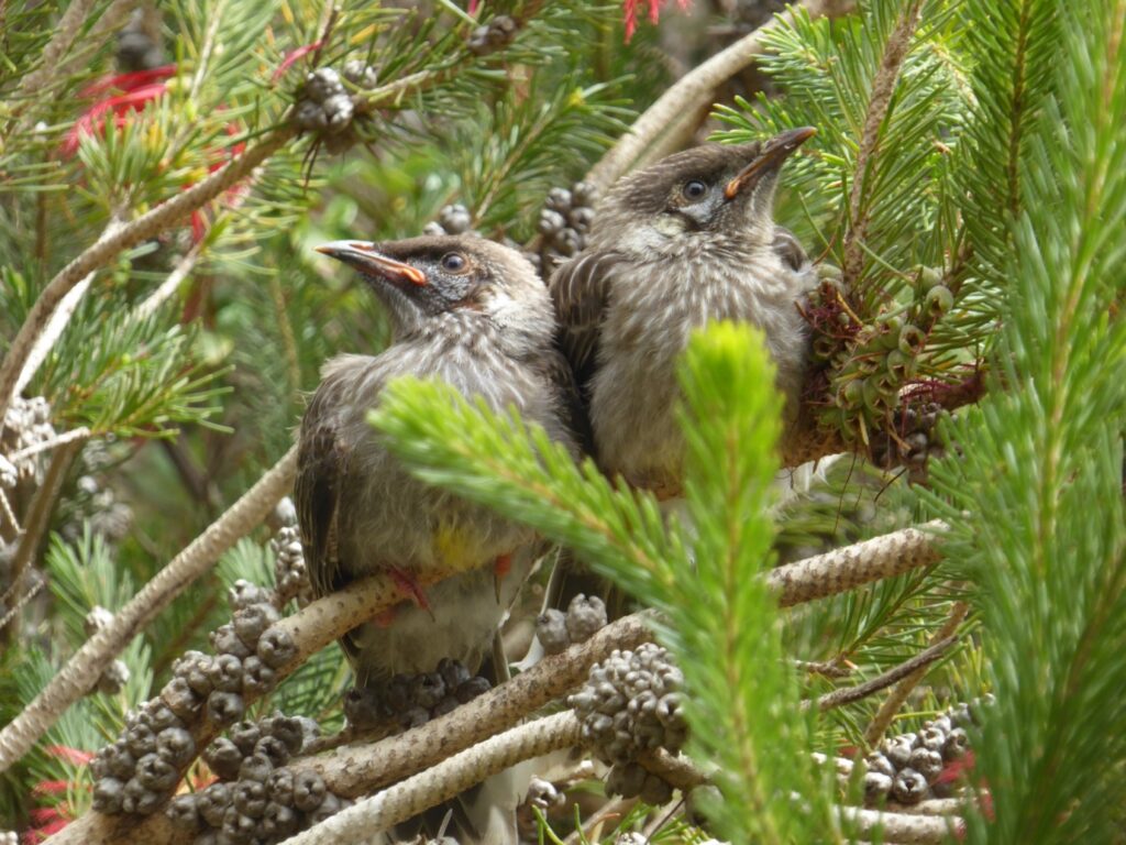 Birds sitting on a branch Description automatically generated with low confidence