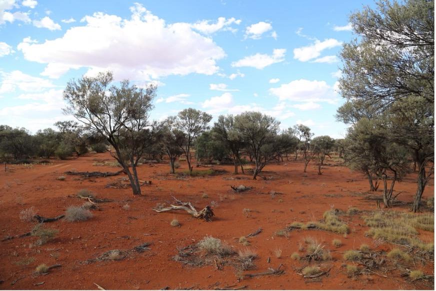 A picture containing sky, outdoor, tree, giraffe Description automatically generated