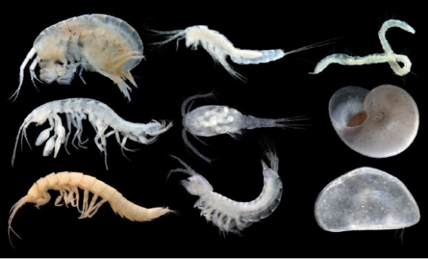 Stygo Biodiversity Below the Ground: what does it look like and why is it ...