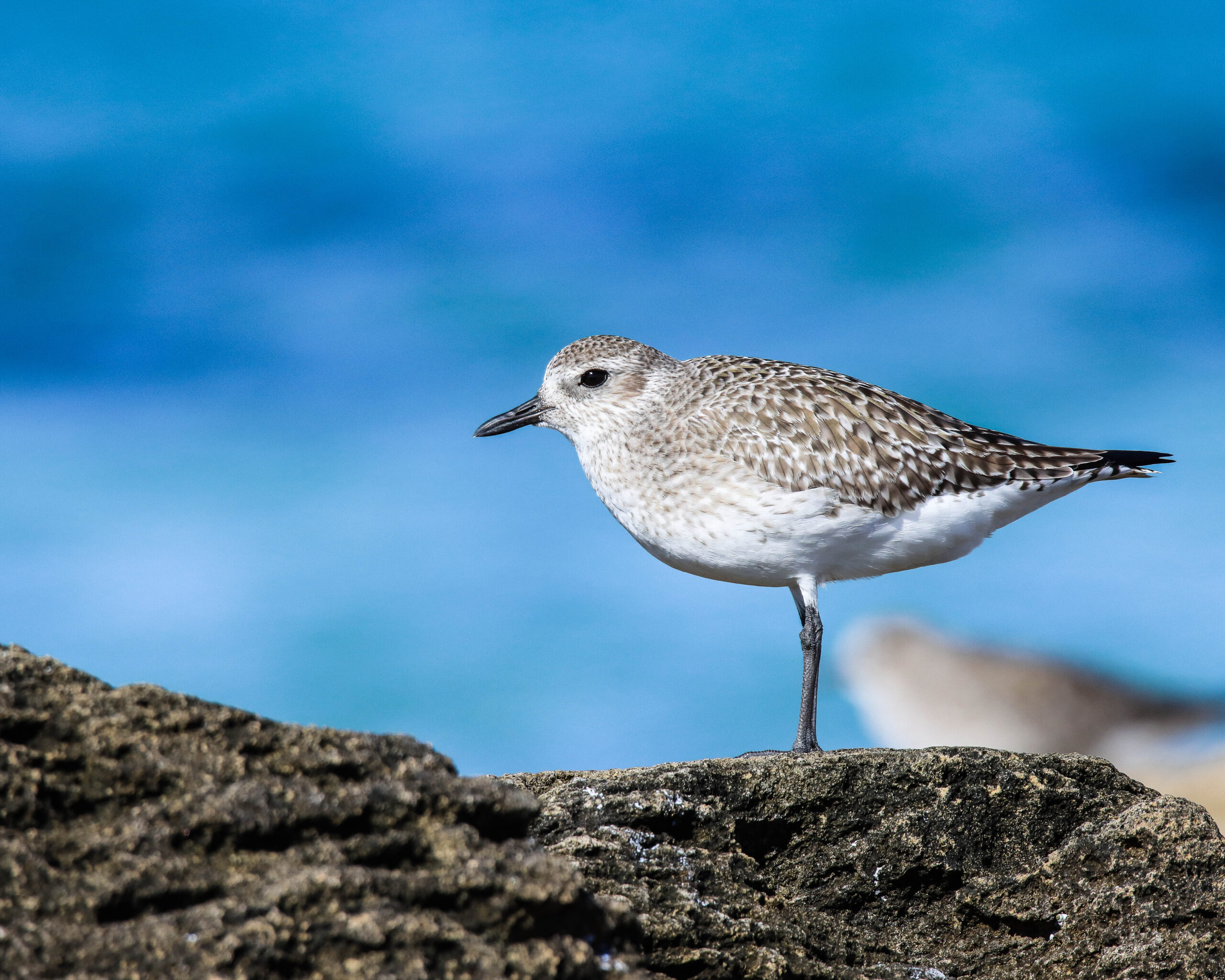 A bird standing on a rock

Description automatically generated