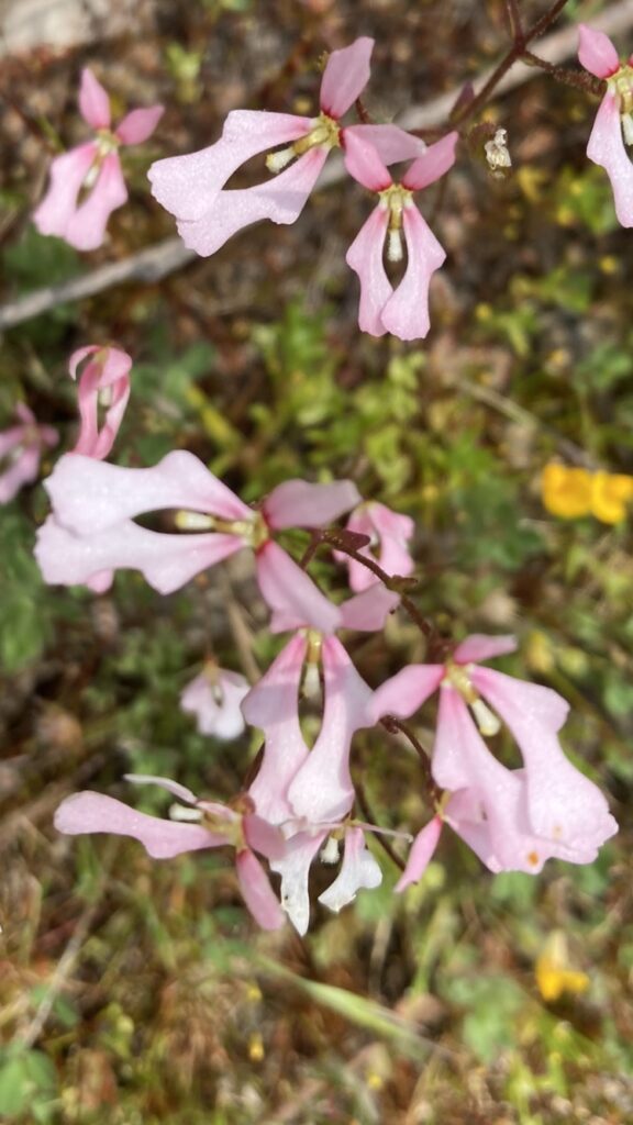 A close up of flowers Description automatically generated with low confidence
