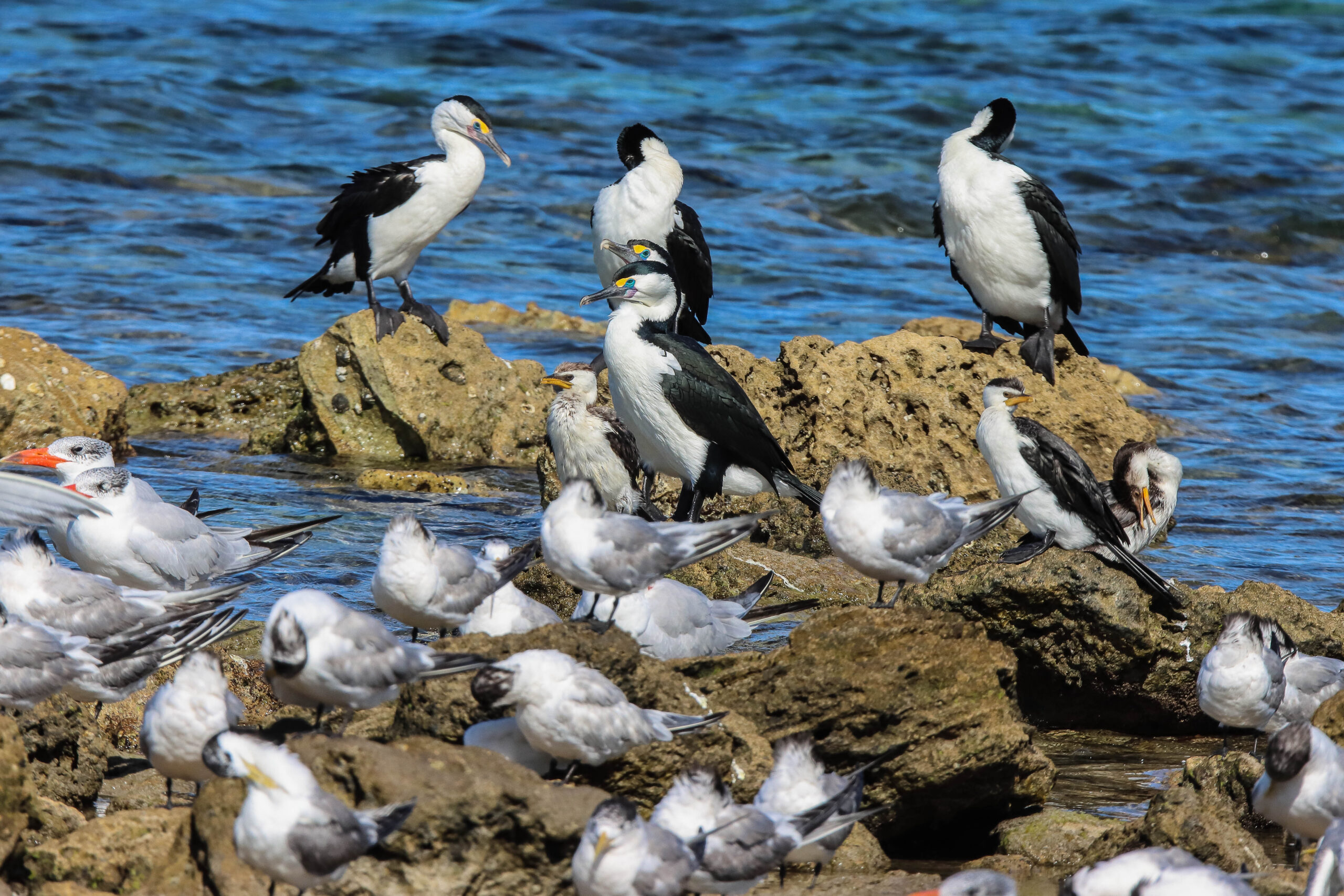 Cormorants  and Terns

Description automatically generated with medium confidence