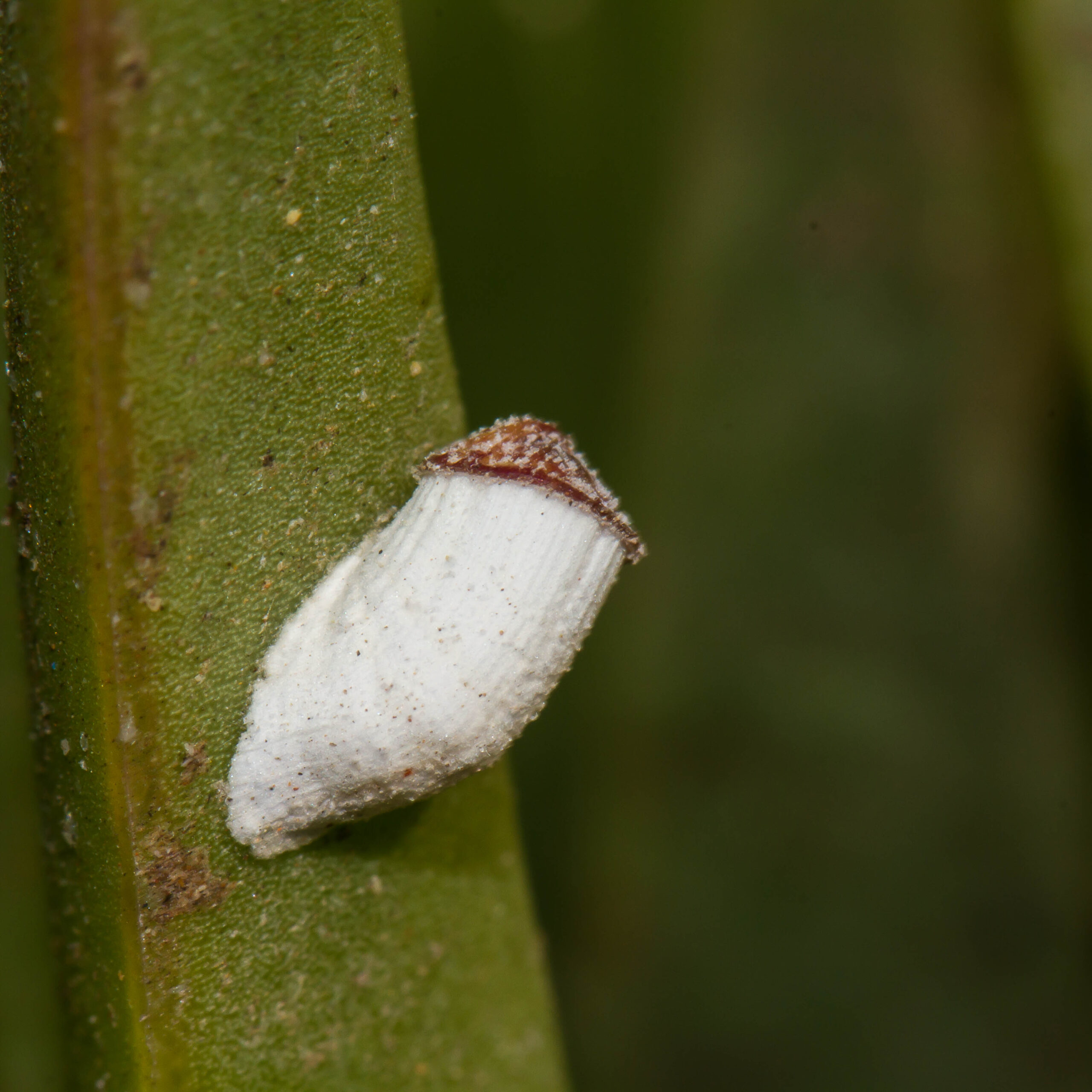 A white moth on a green leaf

Description automatically generated with medium confidence