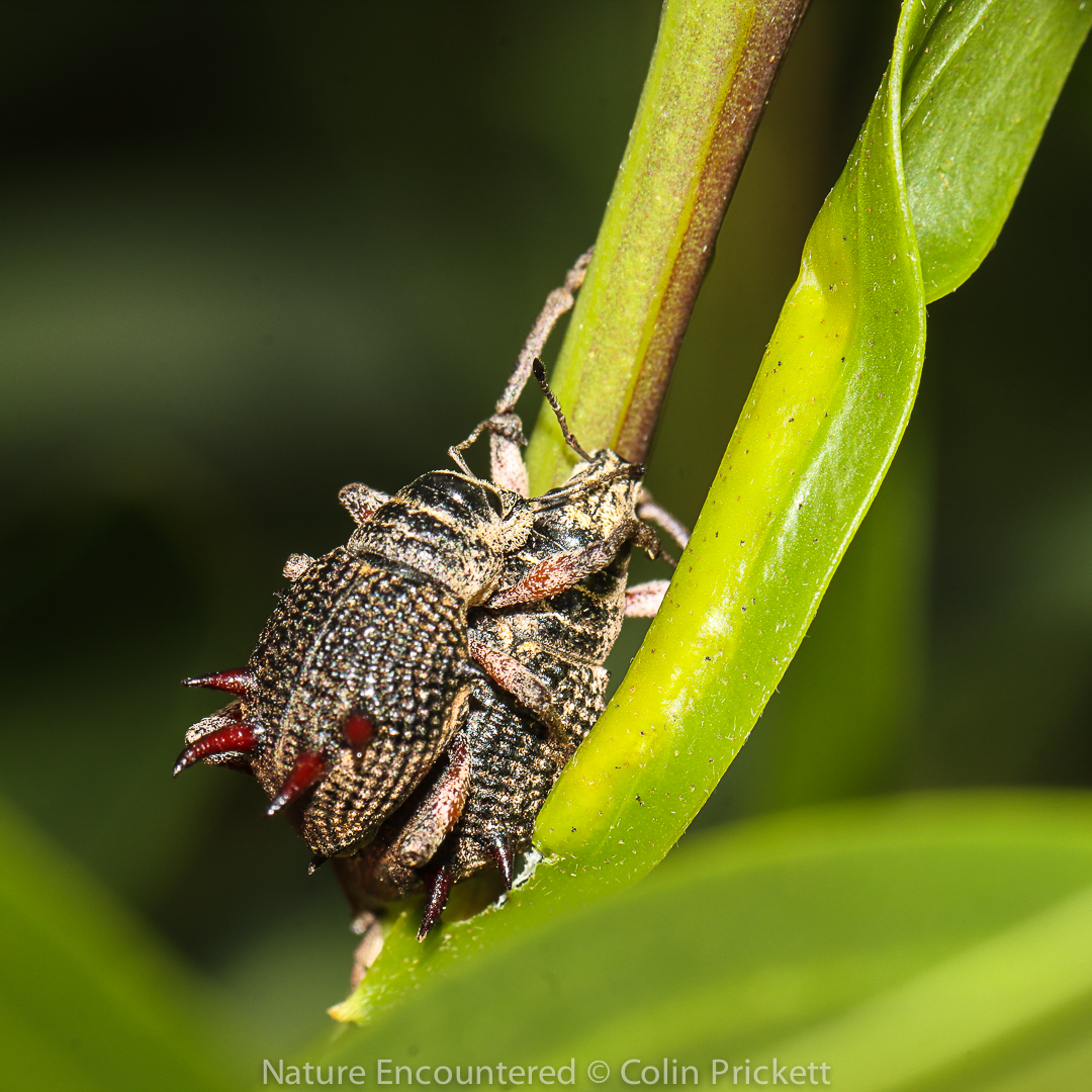 A close up of a bug Description automatically generated with medium confidence