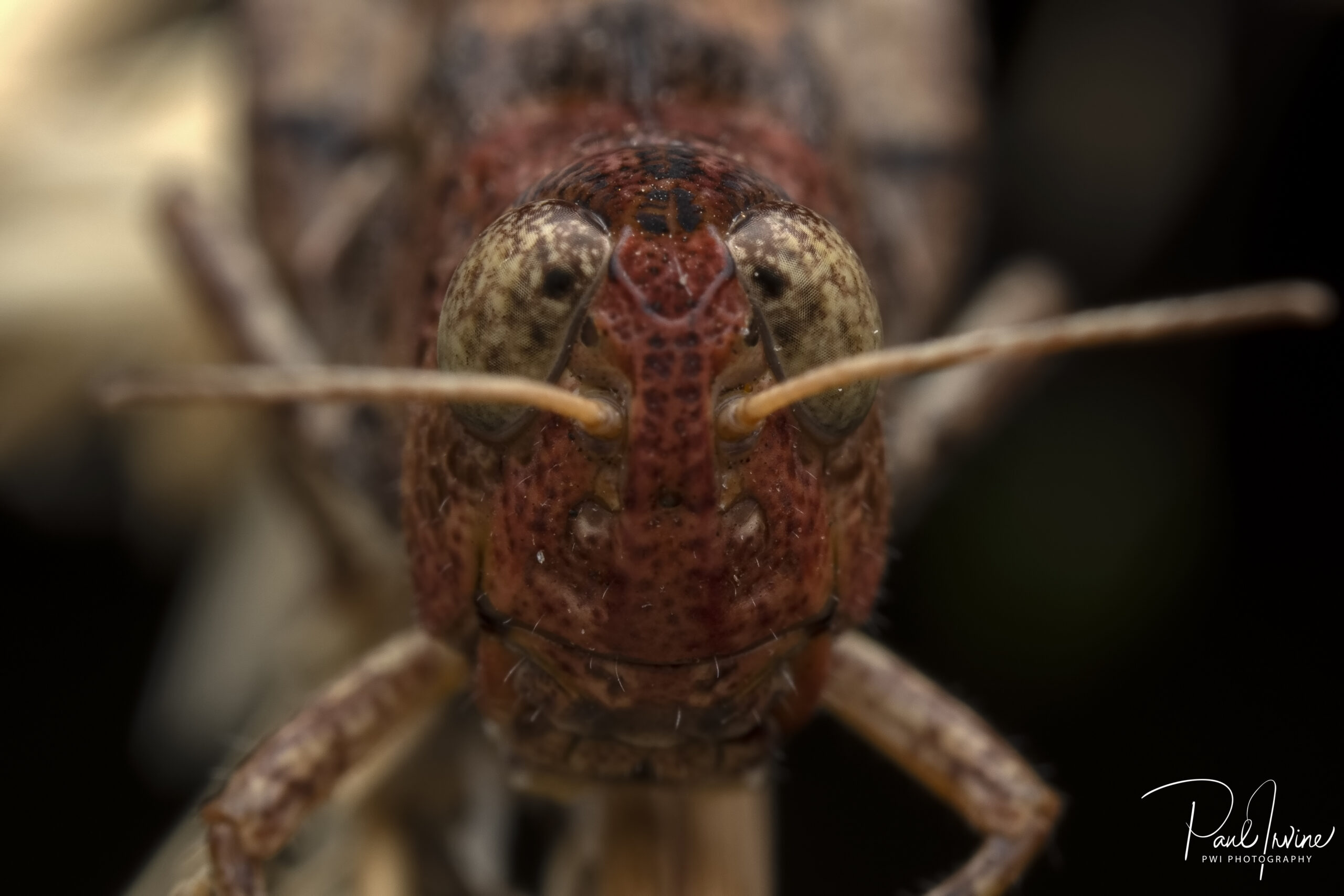 A close up of a bug
Description automatically generated with medium confidence