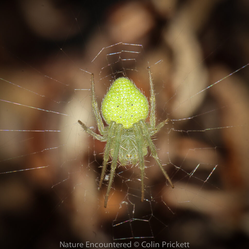 A close up of a spider Description automatically generated with medium confidence
