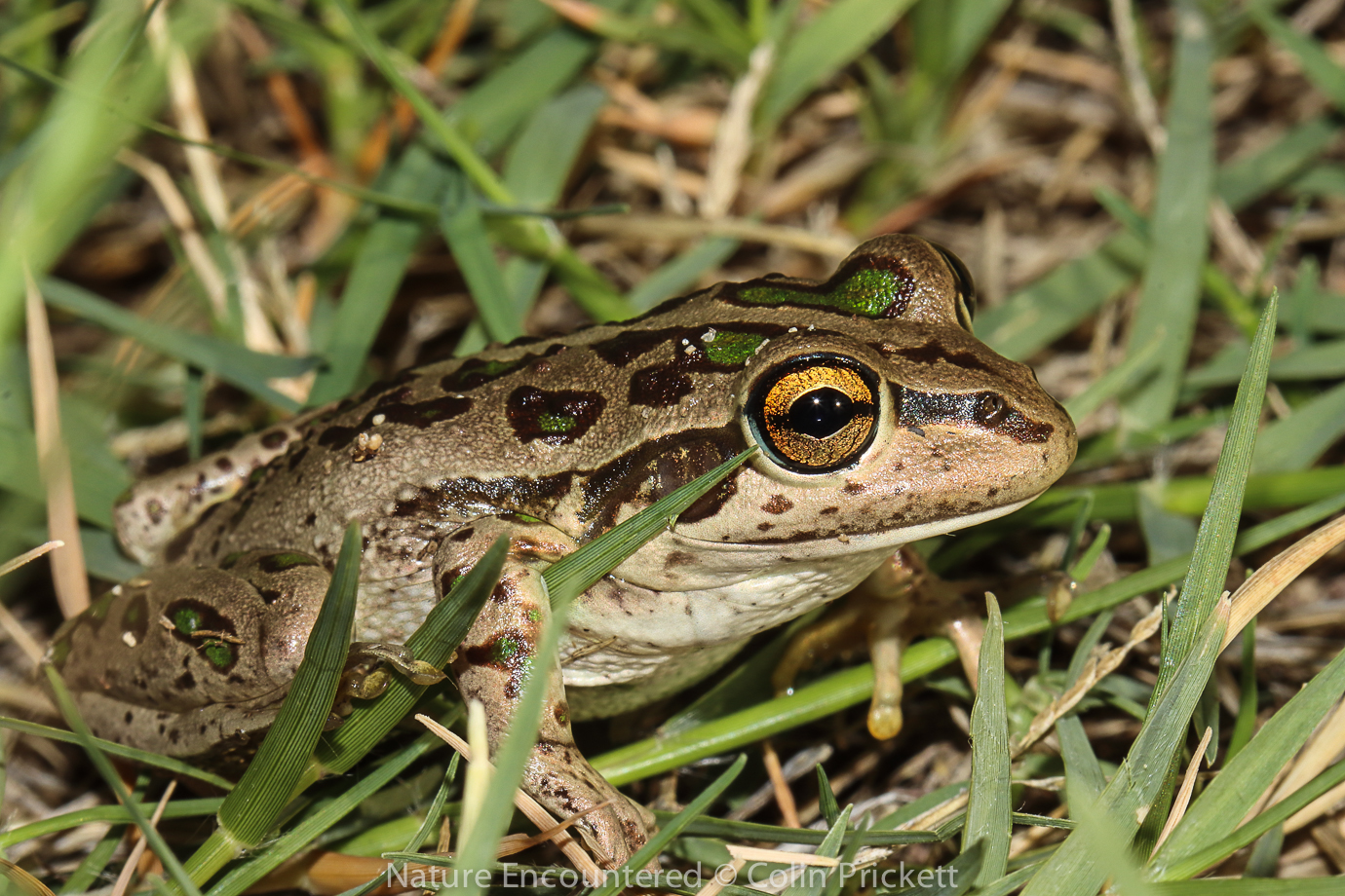 A frog in the grass
Description automatically generated with medium confidence