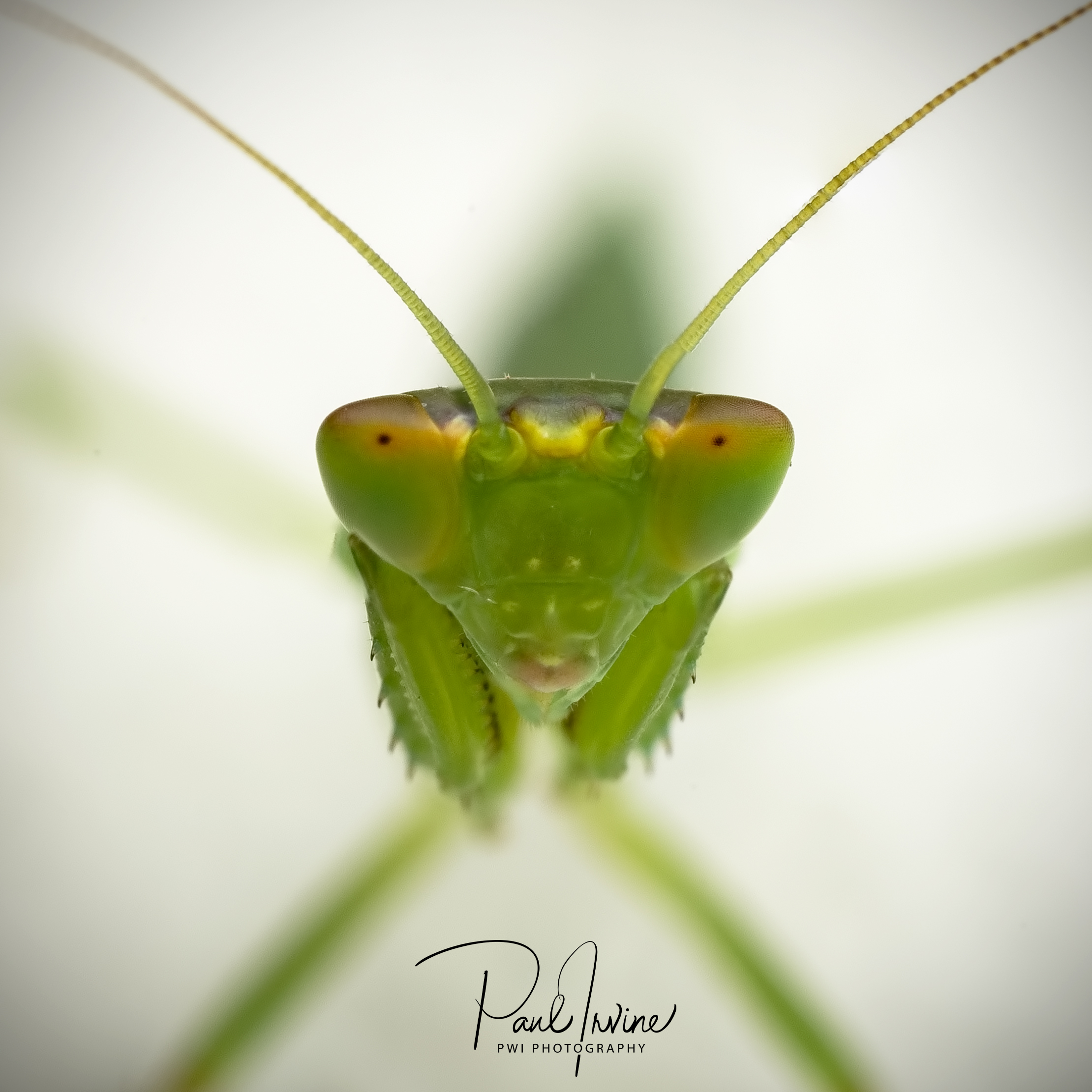 A green bug on a leaf
Description automatically generated with low confidence