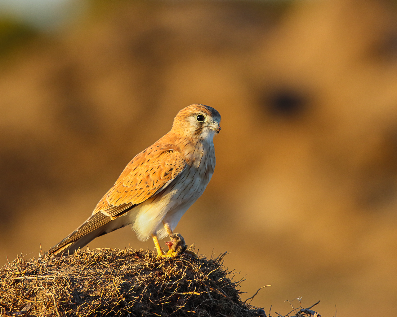 A bird standing on a rock Description automatically generated with low confidence