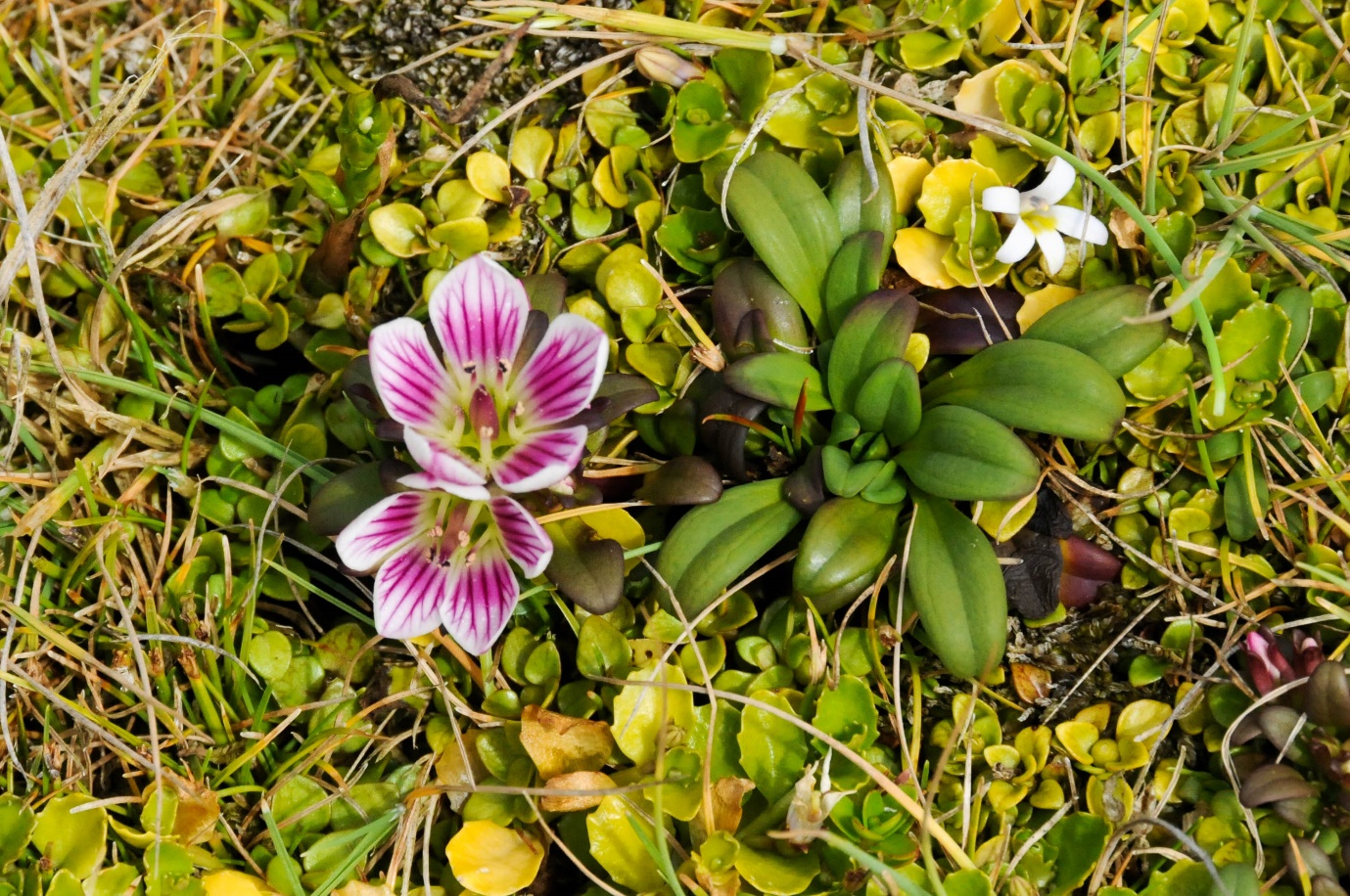 A close-up of a flower
Description automatically generated with medium confidence