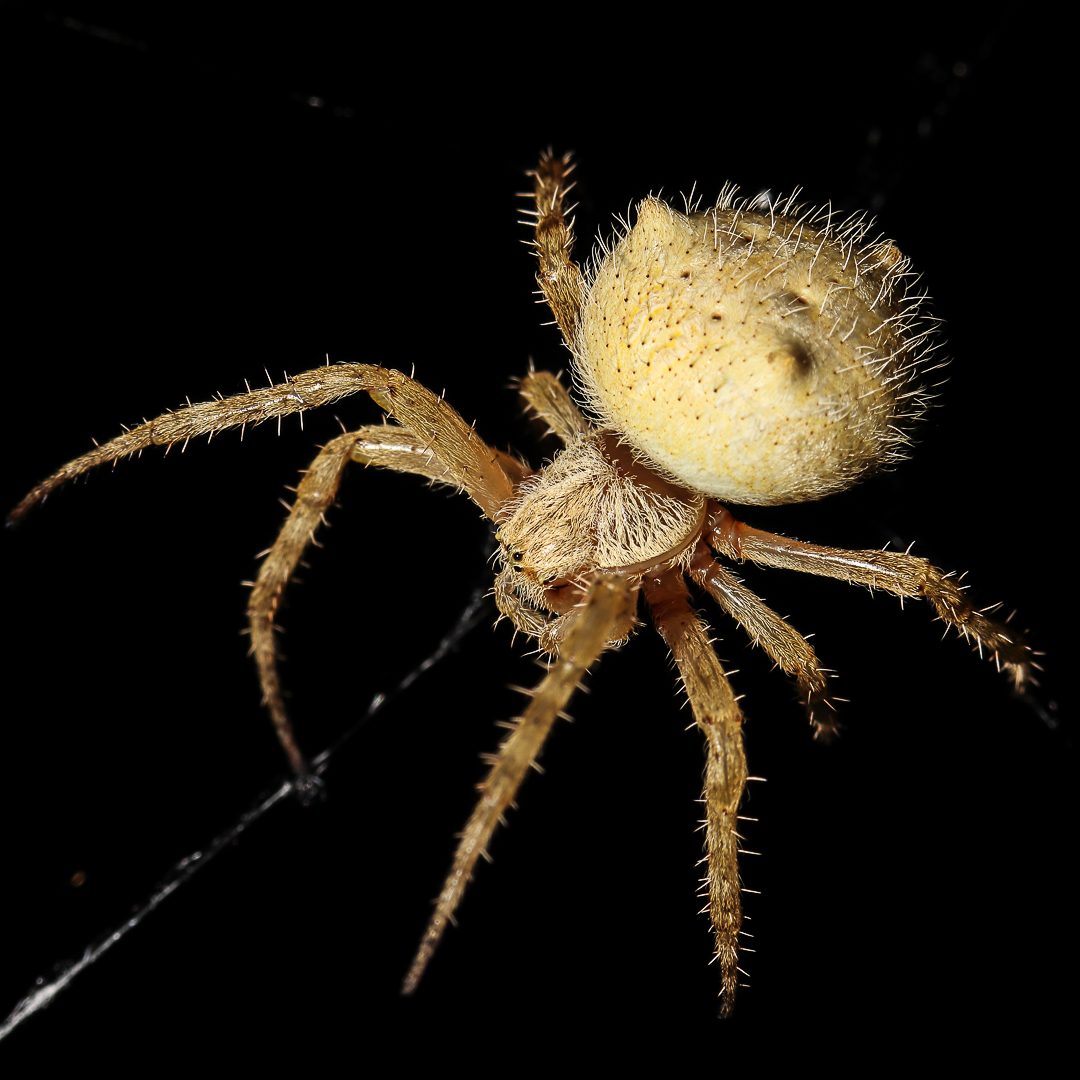 A close-up of a spider Description automatically generated