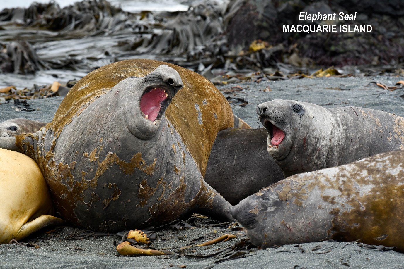 A group of seals lying on the ground
Description automatically generated with medium confidence