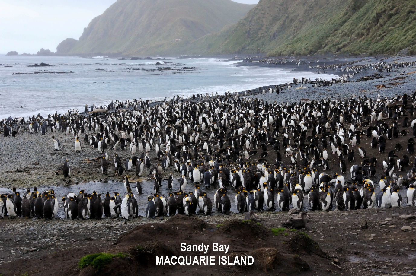 A large group of penguins on a beach
Description automatically generated with medium confidence