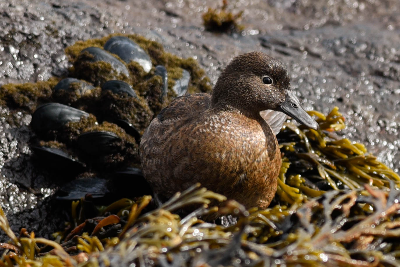 A picture containing bird, outdoor, ground, rock Description automatically generated