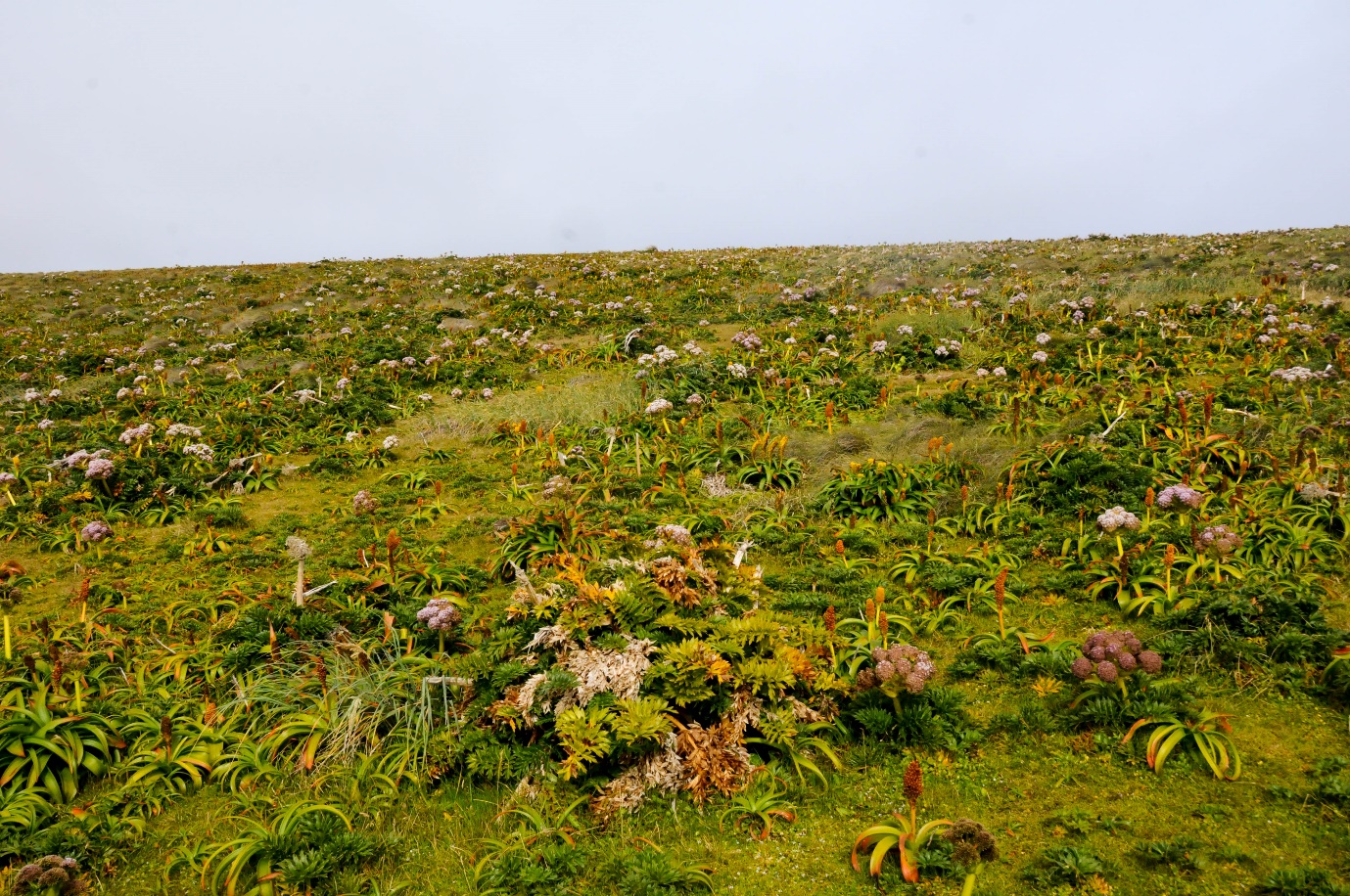 A picture containing grass, outdoor, sky, field
Description automatically generated