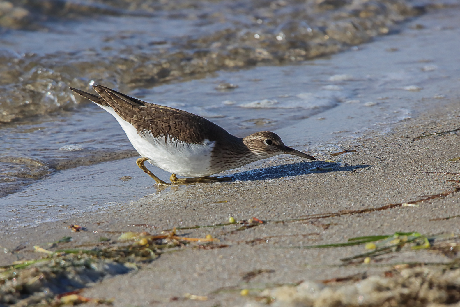 A picture containing ground, bird, outdoor, aquatic bird Description automatically generated