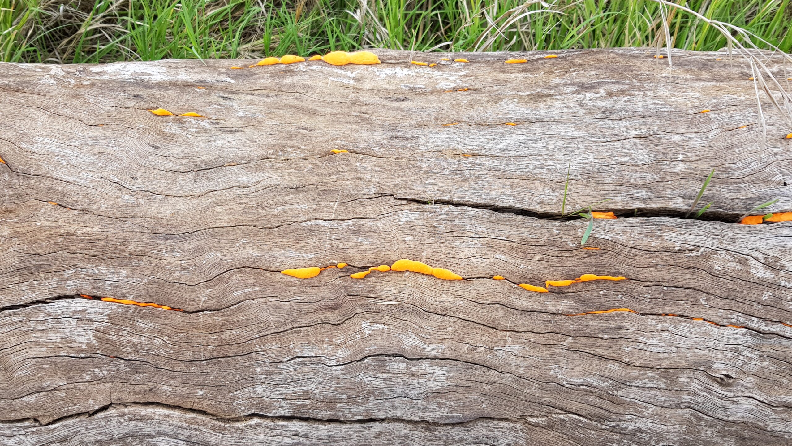 A picture containing outdoor, ground, grass, wood
Description automatically generated