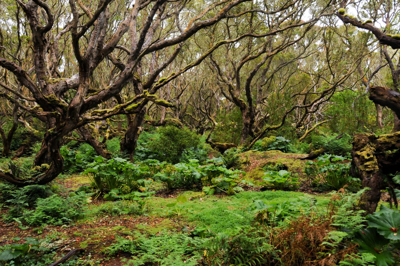 A picture containing tree, grass, outdoor, plant
Description automatically generated