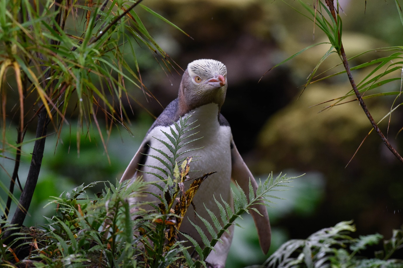 A picture containing tree, outdoor, bird, gallinaceous bird Description automatically generated