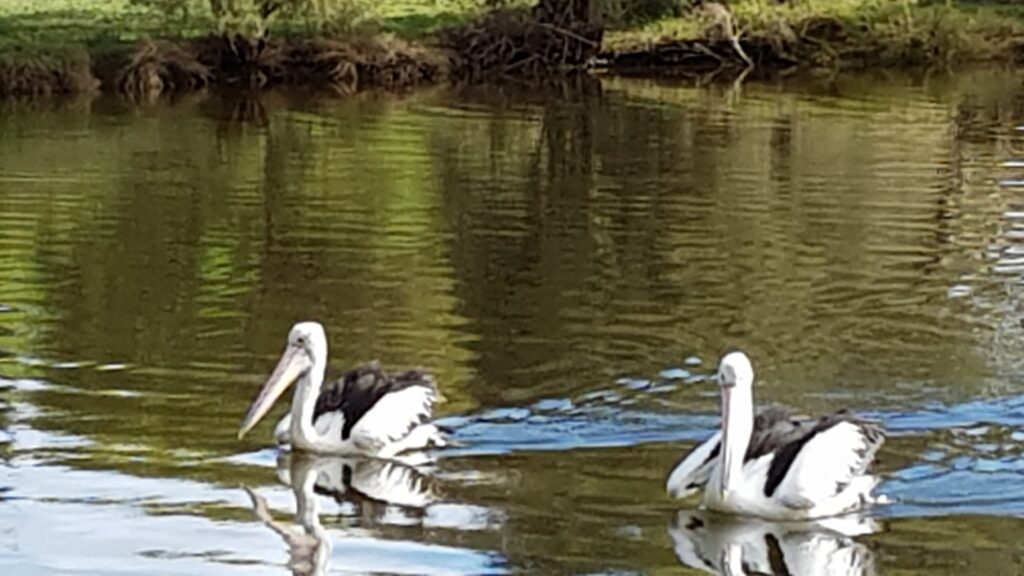 A picture containing water, grass, outdoor, bird Description automatically generated